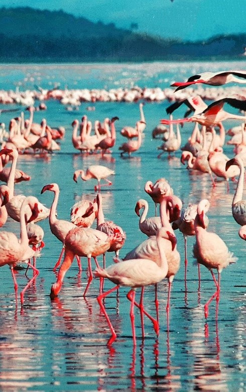 Lake Nakuru
